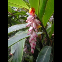 Zingiberacees - Alpinia Speciosa (Chine, Japon)